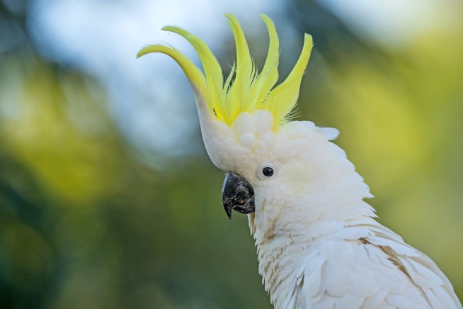 Cockatoos Have Dozens of Dance Moves at Their Disposal