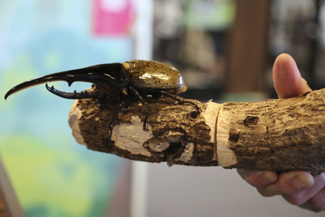 In Japan, Creepy-Crawlies Are Cool Pets