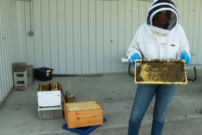 Meet MSU's Newest, and Furriest, Beekeeper
