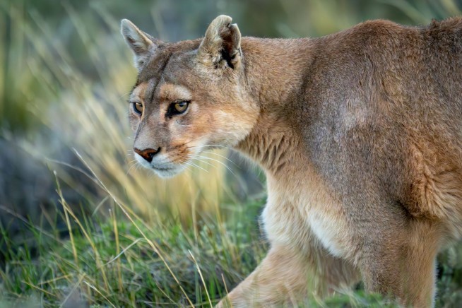 Mountain Lion Attacks Girl, 11, Feeding Chickens