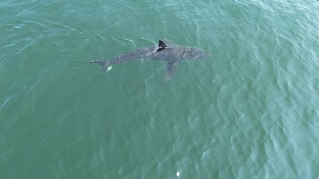 In Maine, a Great White Makes a Beach Appearance