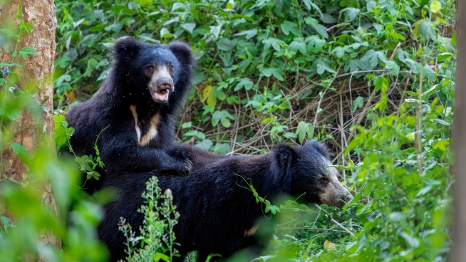 India's Fiercest Bear Attacks More People Than Tigers, Lions