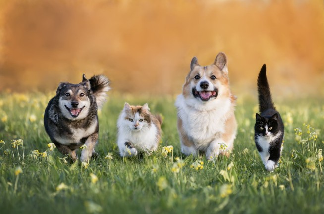 The Best and Worst Cities for Pet Owners