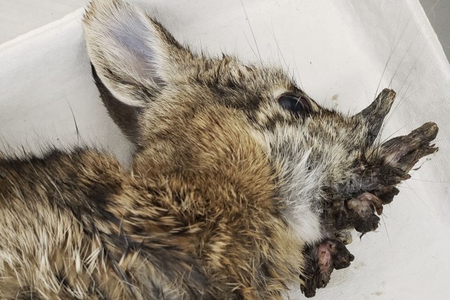 Colorado's 'Frankenstein Bunnies' Are Nothing to Fear