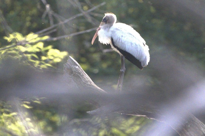 A Subtropical Wood Stork Shows Up in Wisconsin