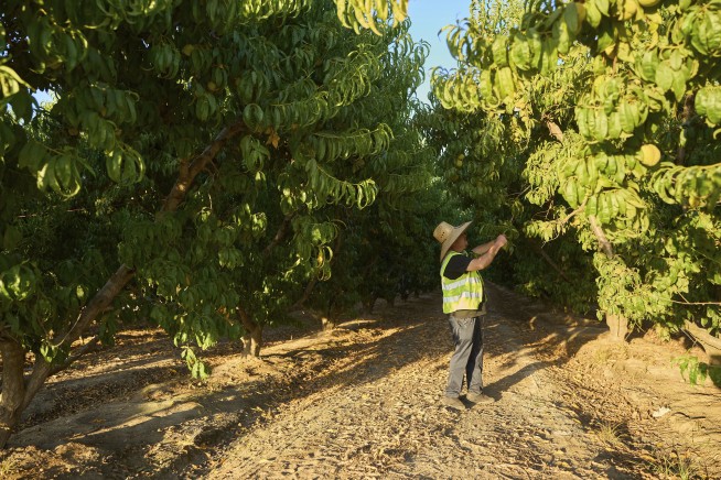 Rats Wreaking Havoc on California Almond Farms