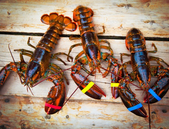 TSA: No Cordless Hair Tools in Checked Bags, but Lobsters OK