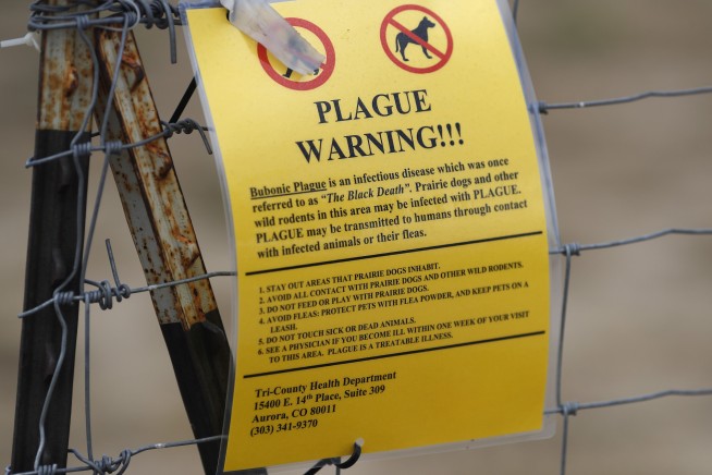 Rare Plague Case Confirmed in California
