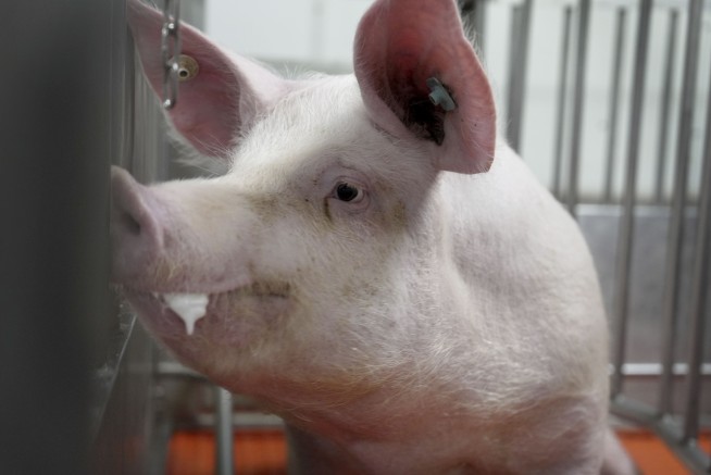 Human Receives Pig Lung in World First