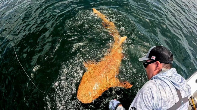 That's No Goldfish, but a One-of-a-Kind Shark