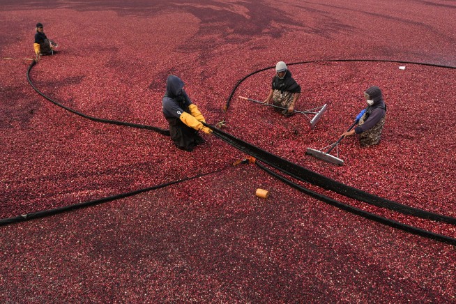 Why Some Cranberry Farmers Are Giving Up Their Bogs