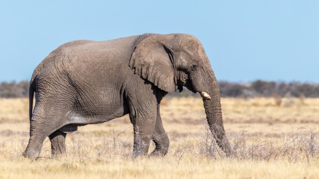 Kenya Probes Tourist Who Gave Beer to Elephant