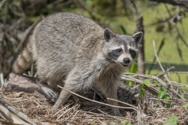 Rabies Cases Are Rising in More Than a Dozen Areas