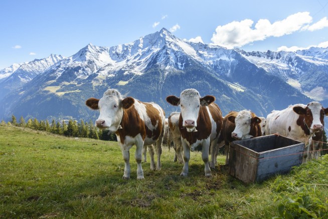 Elderly Hiker Fatally Trampled by Cows in Austrian Alps