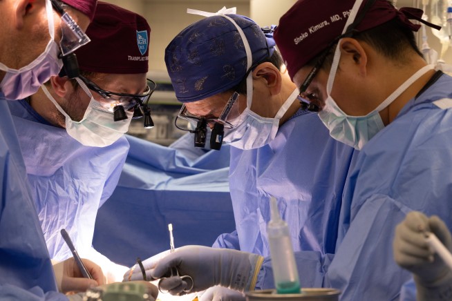 Docs Pull Off 2nd Pig Kidney Transplant