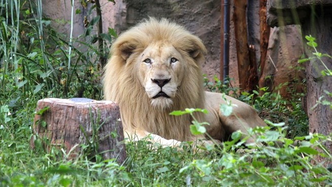 Pack of Lions Maul Zookeeper in Front of Visitors