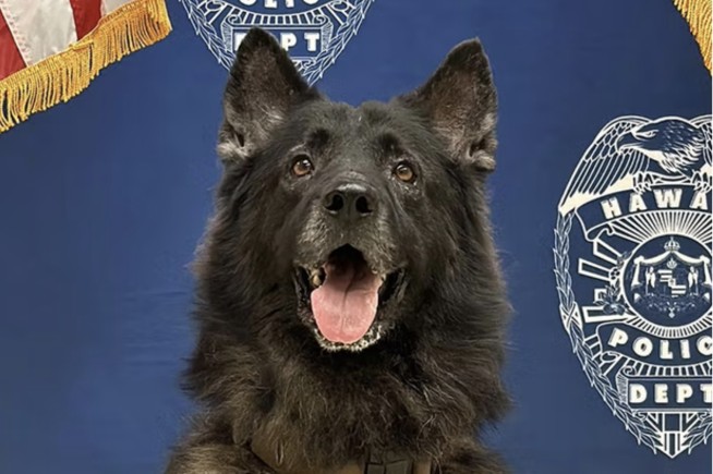 Hawaii Police Dog Dies After Being Left in Hot Car