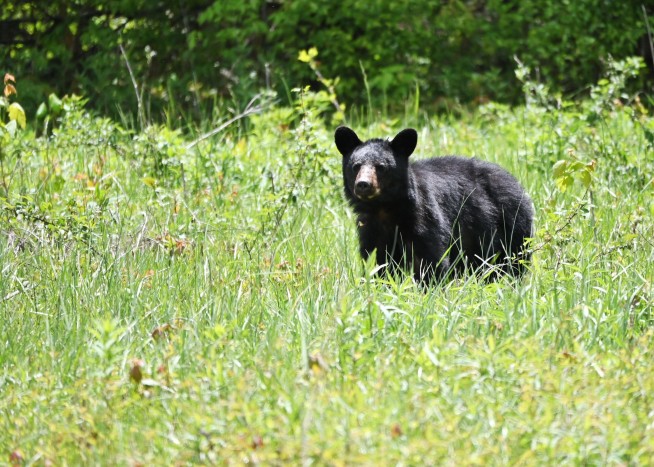 Family Says Grandfather Won't Survive Bear Attack Injuries