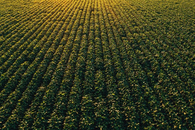 China's Soybean Boycott Is Really Bad News for US Farmers