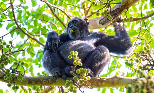 Wild Chimps Consume the Equivalent of 2 Drinks a Day