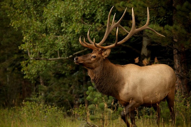 Elk Hunters Found Dead After Weeklong Search in the Wild