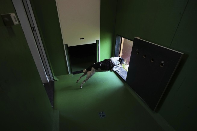 When in Rome, Leave Fido at the Luxe Dog Hotel