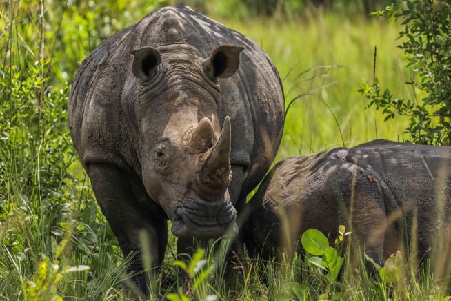It's World Rhino Day, With Ups and Downs