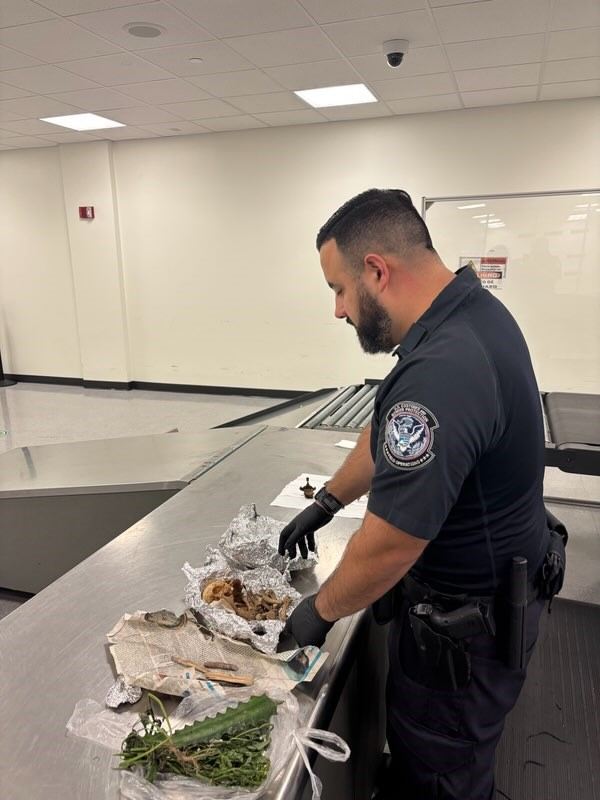 Skull Found in Luggage at Tampa Airport