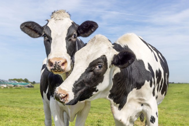 Google Bets on Manure to Fight Climate Change