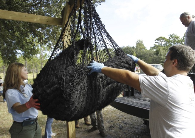 Florida Bear Hunt Lottery Flooded by Conservationists