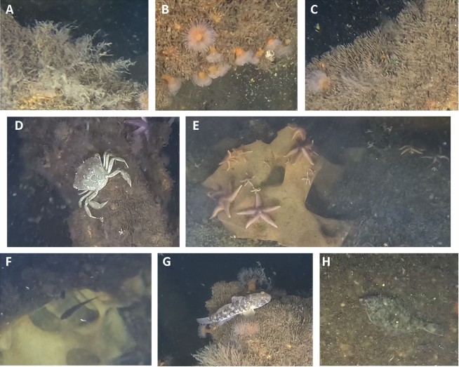 Scientists Didn't Expect to Find Starfish Here