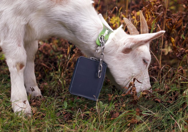 In Vermont, They're 'Goatscaping'