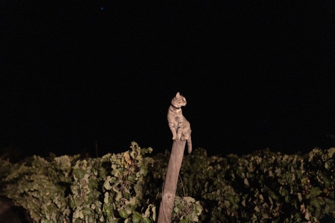When Darkness Means It's Grape Harvesting Time