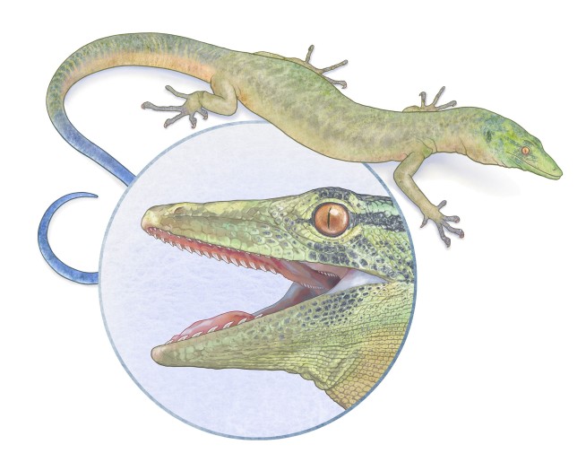 This Jurassic Lizard May Be Ancestor to Snakes