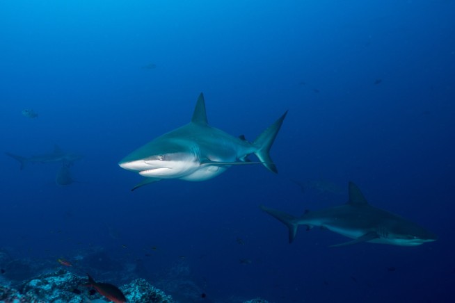 Marine Biologist Sticks Up for Shark That Bit Him