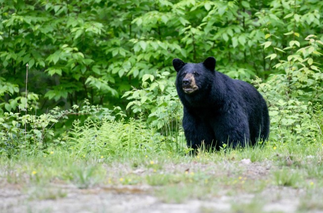 He Shared Pics of Bear in Camp. Days Later, He Was Dead