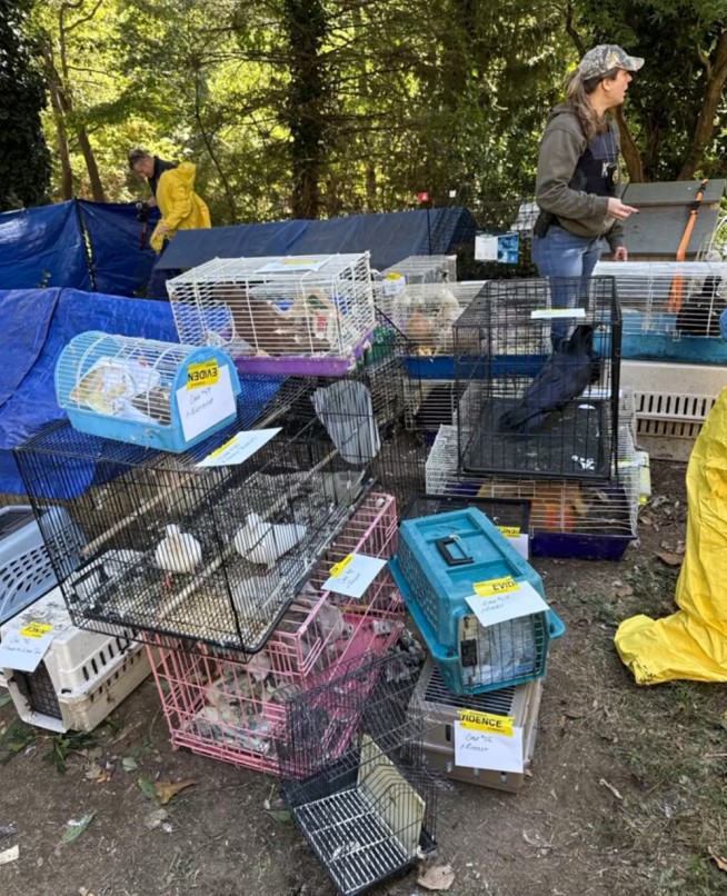 Cops: Hundreds of Animals, Elderly Woman Found in Home