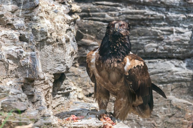 These Vultures' Nests Are Centuries-Old Time Capsules