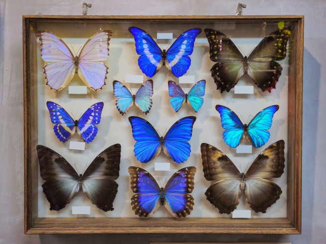 Charming Rogue Stole 3K of Australia's Rarest Butterflies