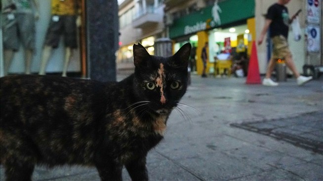 An Island Famed for Its Cats Has a Cat Problem