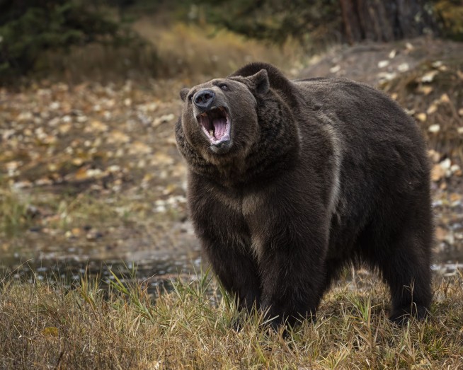 Defensive Grizzly Sends 2 Hikers to the Hospital