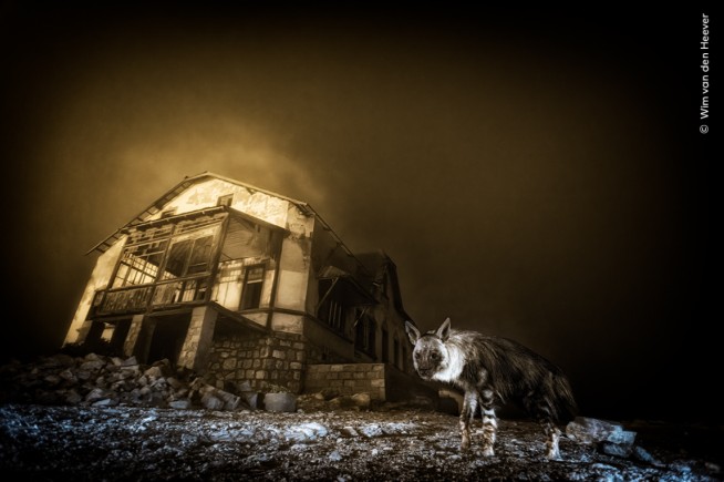 Top Wildlife Photo Comes From a Camera Trap