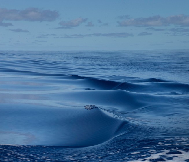 North Pacific's Record-Breaking Heat Is an Anomaly