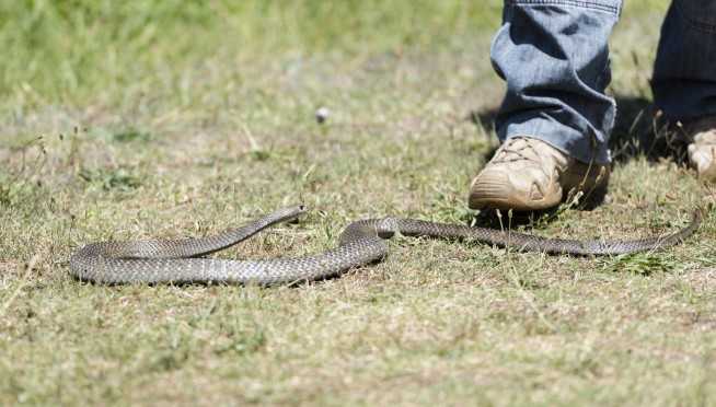 As Boy Was Dying From Snake Bite, Dad Thought He Was Drunk