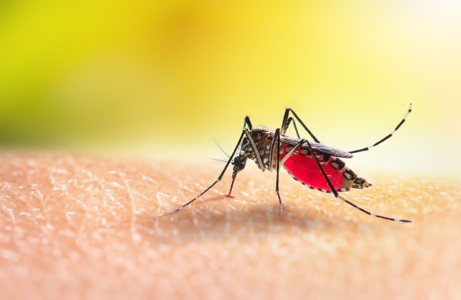 Mosquitoes Finally Make Landfall in Iceland