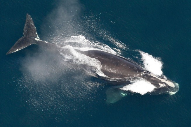 One of World's Rarest Whales Gets a Bit of Good News