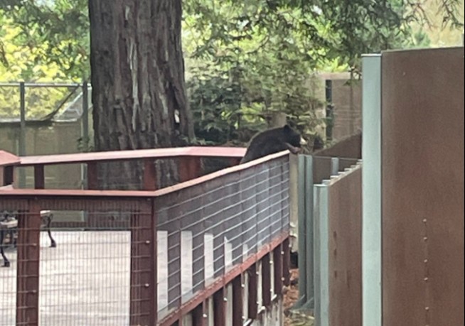 Wild Bear Visits the Zoo, 'Looking for a Friend'
