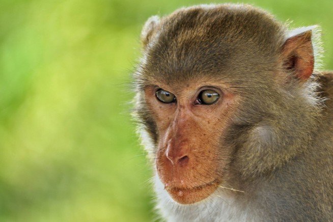 Police Say AI Hoax Behind Monkey Reports in Newark