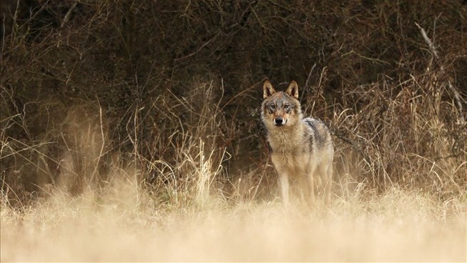 California Officials Kill Wolves for First Time in a Century