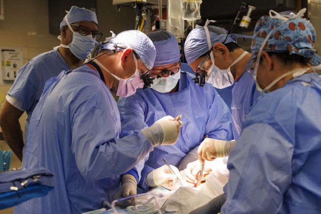 Man Sets Record With Pig Kidney, but It Couldn't Last